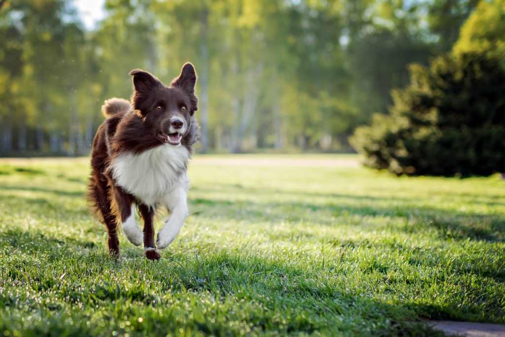 There is plenty of space for walking the dog in Grant Park [ brusnik 123rf]