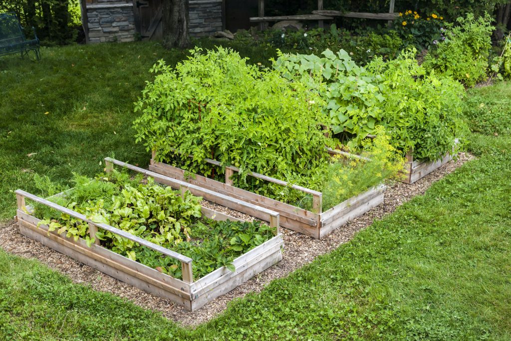 Vegetable Garden in Raised Bed