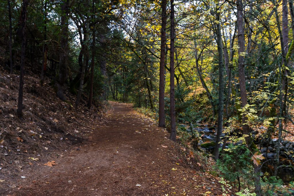 Unpaved path in a wooded park