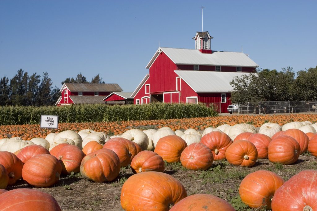 When is the best time to visit a pumpkin patch, such as Mitcham Farm" ljooc © 123rf"