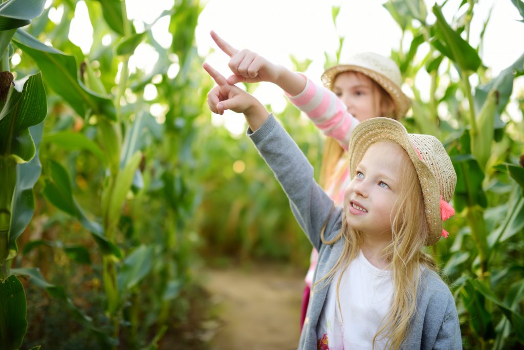 exploring the buford corn maze maximkabb © 123rf