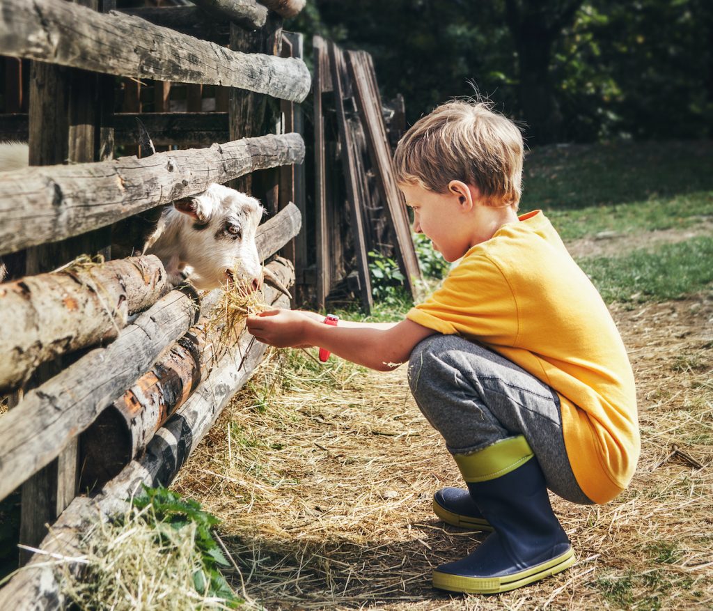 Feeding baby goats is just one of the fun things to do in loganville in spring! Soloviova Liudmyla © Shutterstock