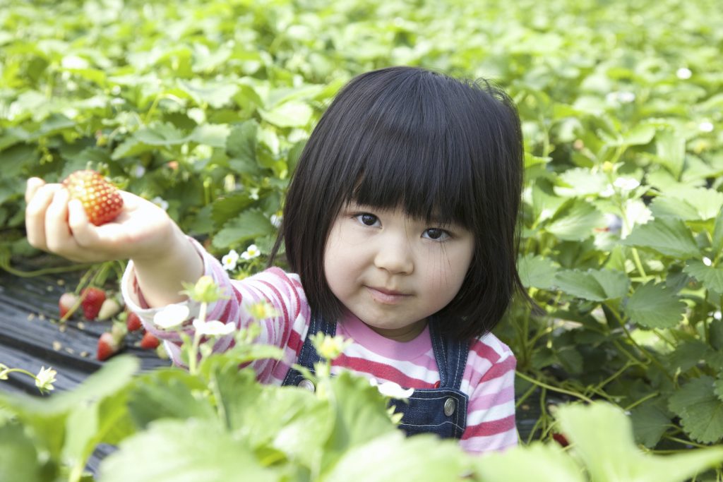 Young girl holding up a picked strawberry. JenJ_Payless © Shutterstock