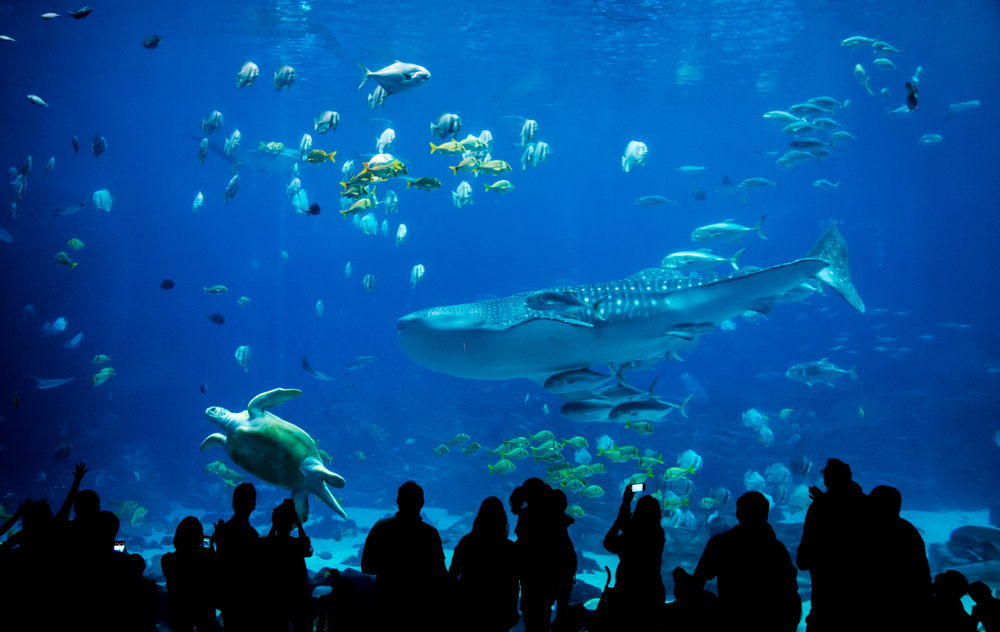 A whale shark at the Atlanta Aquarium ©Jakgapong Pengjank Shutterstock