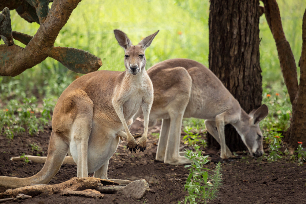 Aussie Kingdom Kangaroos ©Marianne Purdie