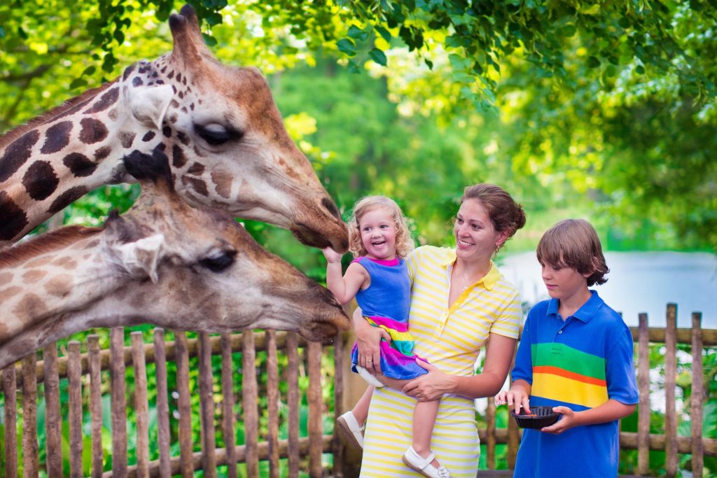 a family out at the zoo petting a giraffe ©FamVeld