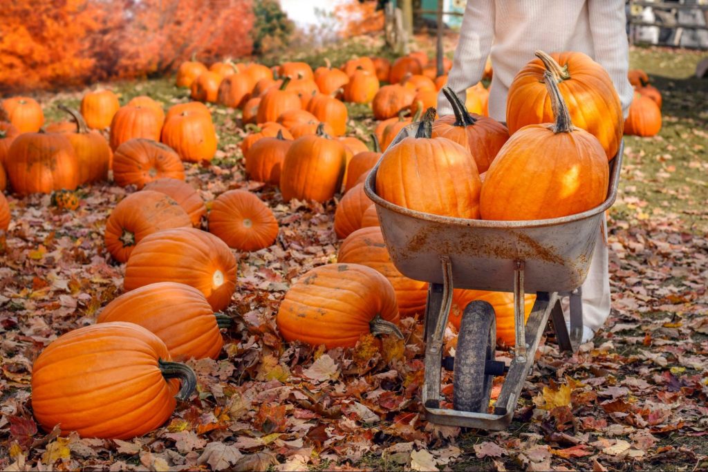 Wheelbarrow filled with pumpkins in a pumpkin patch