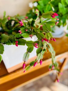 Blooming Christmas cactus with bright pink winter flowers in natural light.
©marisap7