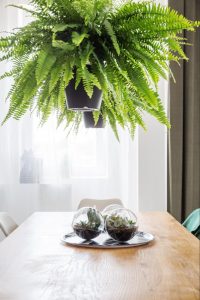 Hanging fern plant in bright indirect light near a window.
©GroundPicture