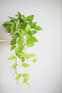 Healthy pothos plant with trailing green leaves against a neutral wall.
©Paladin12