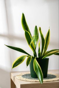 Snake plant leaves in soft natural light near a window.
©moonlightsv