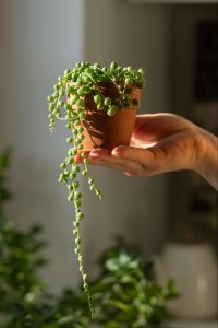 String of Pearls succulent held in a hand with trailing bead-like vines.
©Dimaberlin