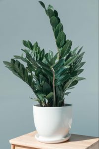 ZZ plant with glossy dark green leaves in bright indoor lighting.
©LightFieldStudios