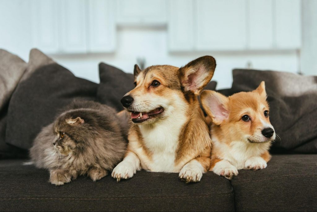 Dogs and cats relaxing together in a pet-friendly home
©LightFieldStudios