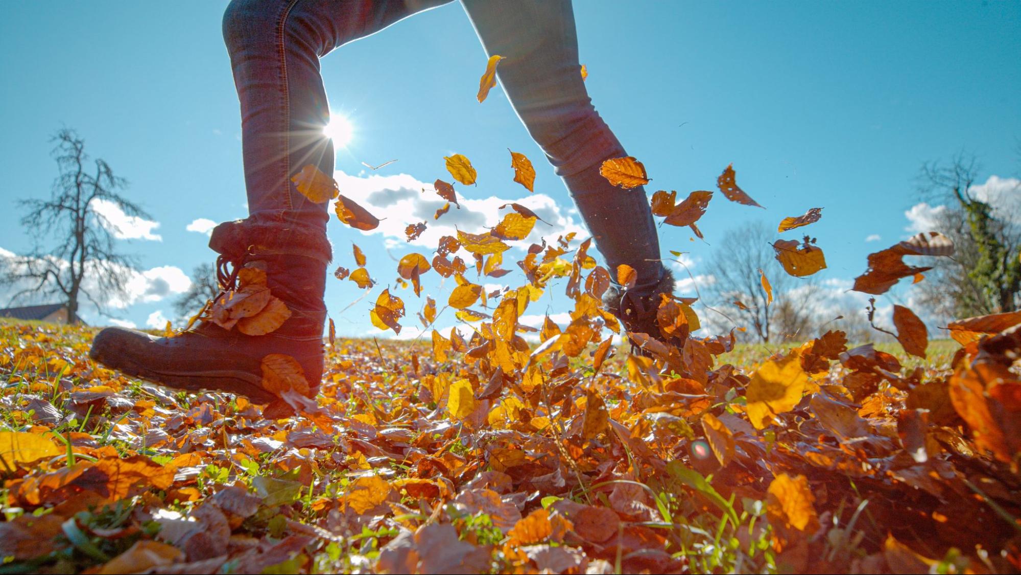 Fall Activities Near Atlanta: How To Get The Most Out Of The Season At Barons Court In Ellenwood, GA
