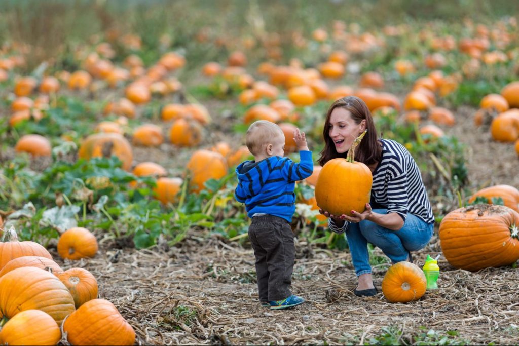 two people picking out pumpkins ©Arina P Habich
